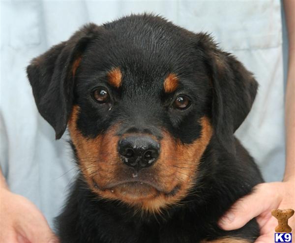 Rottweiler Puppies for Sale